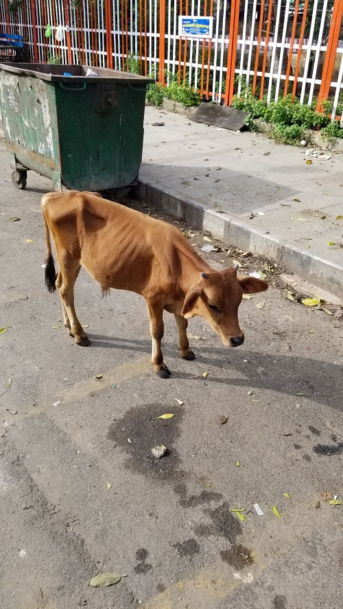 チェンナイ(インド)の住宅街をうろうろしていた牛